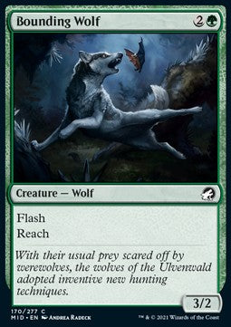 Lupo al Balzo - Innistrad: Caccia di Mezzanotte (Common) [MID-170]